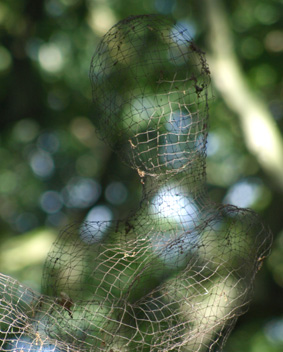 Body weave III in Salcey Forest (detail)